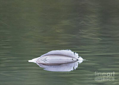 Little Mosters Rights Managed Images - Feather on the Wood River 2 Royalty-Free Image by Steven Natanson