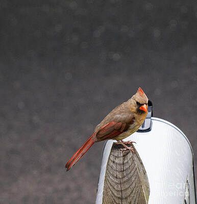 Traditional Bells Rights Managed Images - Female Cardinal #2 Royalty-Free Image by Kevin Gladwell