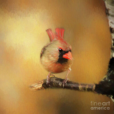 Beers On Tap - Female Cardinal Excited for Spring by Darren Fisher