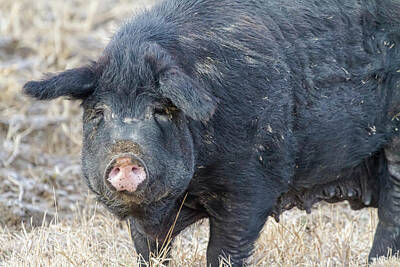 James Bo Insogna Rights Managed Images - Female Hog Royalty-Free Image by James BO Insogna