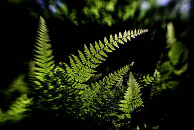 Modern Sophistication Minimalist Abstract Rights Managed Images - Fern in the sun  Royalty-Free Image by Sven Brogren