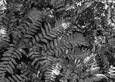 Tribal Patterns Rights Managed Images - Ferns Monochrome Royalty-Free Image by Jeff Townsend