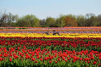 Modern Sophistication Minimalist Abstract - Festival of tulips Holland Ridge Farm in Upper Freehold, NJ by Geraldine Scull