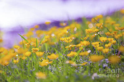 Rustic Cabin - Field of Buttercups by Alanna DPhoto