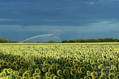 Back To School For Guys - Field of sunflowers near Angouleme, Poitou-Charentes, France by Francisco Javier Gil Oreja