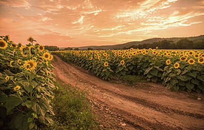 Sunflowers Royalty Free Images - Fields of Gold Royalty-Free Image by Kristopher Schoenleber