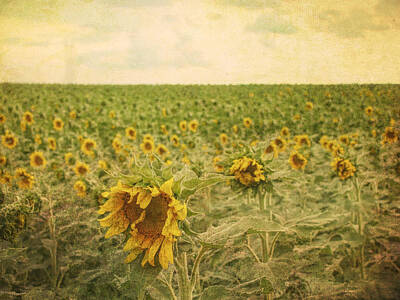Sunflowers Digital Art - Fields of Sunflowers by Cathy Anderson