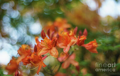 Impressionism Photo Rights Managed Images - Fiery Orange Azaleas Explosion Royalty-Free Image by Mike Reid