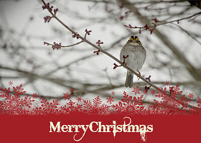 Birds Mixed Media Rights Managed Images - Finch Christmas Royalty-Free Image by Trish Tritz