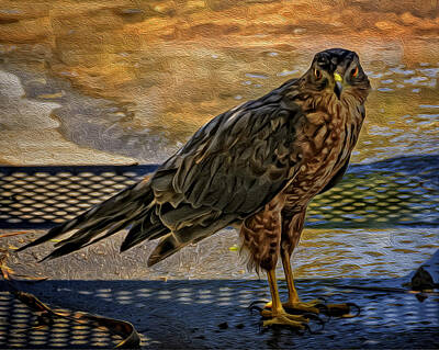 Mark Myhaver Royalty-Free and Rights-Managed Images - Coopers Hawk No.32 by Mark Myhaver