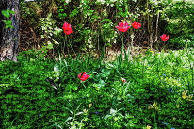 In Flight - Fine Wine Cafe Backyard Tulips by Aimee L Maher ALM GALLERY