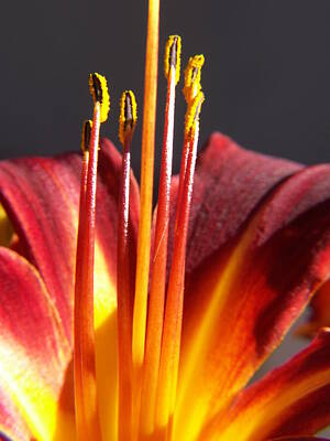 Florals Photo Royalty Free Images - Fire Lily 1 Royalty-Free Image by Amy Fose