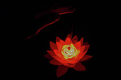 Negative Space Rights Managed Images - Fire Lotus Horizontal Royalty-Free Image by William Dickman