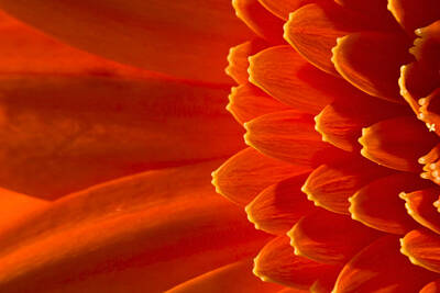 Abstract Flowers Photos - Fire by Svetlana Sewell