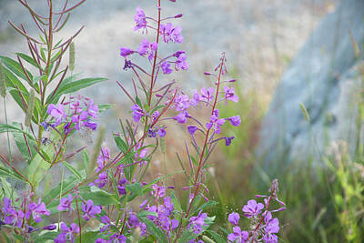 Robert Braley Royalty-Free and Rights-Managed Images - Fireweed Epilobium angustifolium by Robert Braley