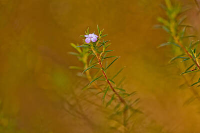 Abstract Landscape Photos - First To Flower by Az Jackson