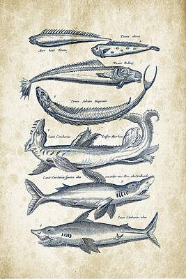 Animals Digital Art - Fish Species Historiae Naturalis 08 - 1657 - 06 by Aged Pixel