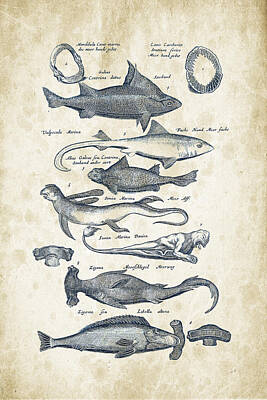 Animals Digital Art - Fish Species Historiae Naturalis 08 - 1657 - 07 by Aged Pixel
