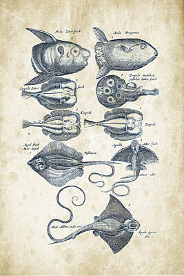 Animals Digital Art - Fish Species Historiae Naturalis 08 - 1657 - 09 by Aged Pixel