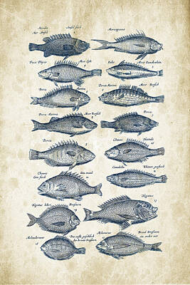 Animals Digital Art - Fish Species Historiae Naturalis 08 - 1657 - 14 by Aged Pixel