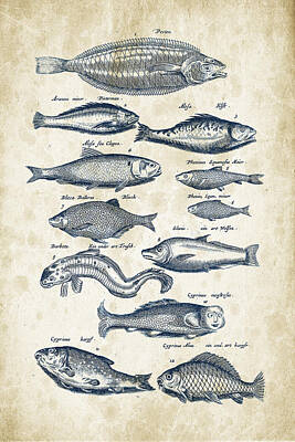 Animals Digital Art - Fish Species Historiae Naturalis 08 - 1657 - 27 by Aged Pixel