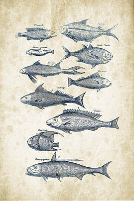 Animals Digital Art - Fish Species Historiae Naturalis 08 - 1657 - 35 by Aged Pixel