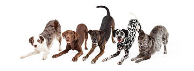 Animals Royalty-Free and Rights-Managed Images - Five Playful Dogs Bowing by Good Focused