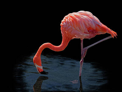 Animal Surreal - Flamingo 1249 by Rudy Umans