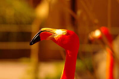 Birds Royalty-Free and Rights-Managed Images - Flamingo stare down by Jeff Swan