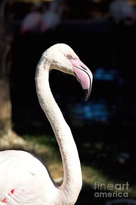 Wild And Wacky Portraits - Flamingo by Ulisse Bart