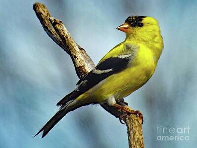 Landmarks Rights Managed Images - Flat Head American Goldfinch Royalty-Free Image by Cindy Treger