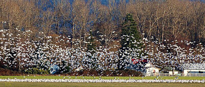 Frank Sinatra - Flight of the Snow Geese by Rick Lawler