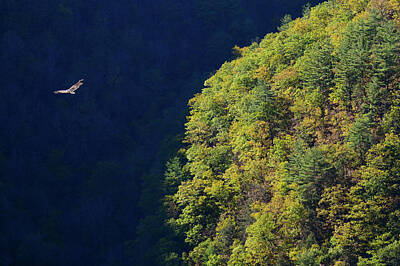 Maps Rights Managed Images - Flight over Pine Creek Gorge Royalty-Free Image by Tana Reiff