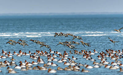 Best Sellers - Animals Photos - Flock of Canvasback ducks on the Chesapeake bay in Maryland by Patrick Wolf