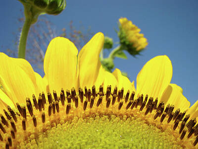 Floral Photos - Floral art Yellow Sunflowers Landscape Blue Sky Baslee Troutman by Patti Baslee