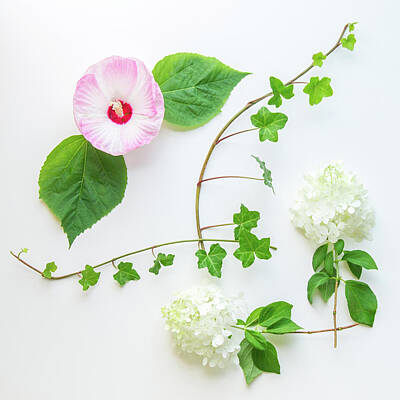 Floral Photos - Floral composition  with ivy, hibiscus and hydrangea flowers.  T by Irina Moskalev