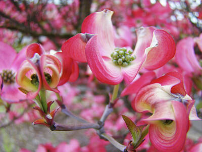 Floral Photos - Floral Dogwood Tree Flowers Baslee Troutman by Patti Baslee