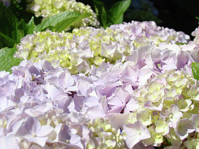 Floral Photos - Floral Hydrangea Flowers art prints Lavender Baslee Troutman by Patti Baslee