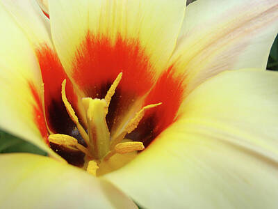 Floral Photos - Floral Nature art Creamy Yellow Orange Tulip Flower Baslee Troutman by Patti Baslee