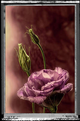 Floral Photos - Floral Polaroid Transfer by Garry McMichael