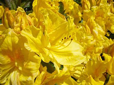 Floral Photos - Floral Rhododendrons Garden art print Yellow Rhodies Baslee Troutman by Patti Baslee