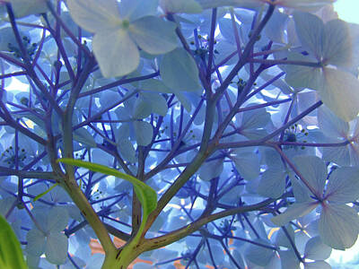 Floral Photos - Floral Sunlit Blue Hydrangea Flower Baslee Troutman by Patti Baslee