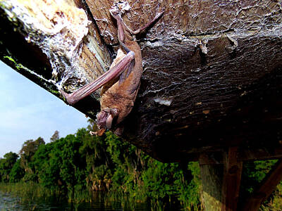 Sugar Skulls - Florida Bat 002 by Christopher Mercer