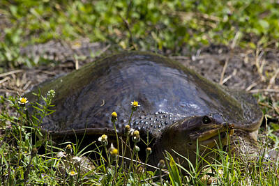 Reptiles Photo Royalty Free Images - Florida Soft Shell Turtle Royalty-Free Image by Roger Wedegis