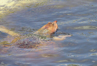 Reptiles Royalty Free Images - Florida Softshell Turtle Royalty-Free Image by Rosalie Scanlon