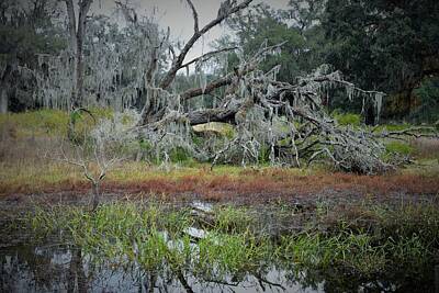 Making Marks - Florida Swamp by Mark Mitchell
