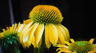 Golfing Royalty Free Images - Flower - Yellow Coneflower - Natural Beauty - Macro Royalty-Free Image by Black Brook Photography