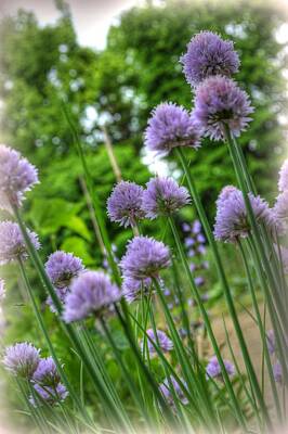 Airplane Paintings Royalty Free Images - Flowering chives Royalty-Free Image by Linda Covino