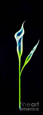 Lilies Paintings - Flowermagic 12 Lily by Walter Zettl