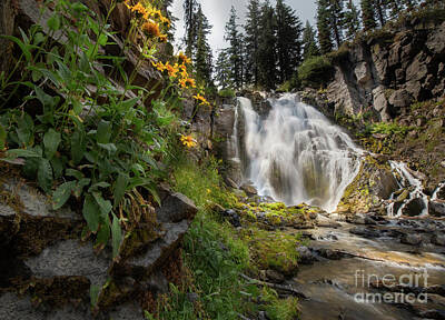 The Rolling Stones - Flowers at Kings Creek Falls by Laura Jean